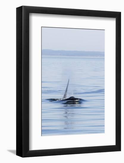 Resident Killer Whale Bull-Michael Nolan-Framed Photographic Print