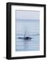 Resident Killer Whale Bull-Michael Nolan-Framed Photographic Print