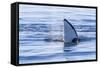 Resident Killer Whale-Michael Nolan-Framed Stretched Canvas