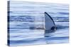 Resident Killer Whale-Michael Nolan-Stretched Canvas