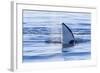 Resident Killer Whale-Michael Nolan-Framed Photographic Print