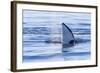 Resident Killer Whale-Michael Nolan-Framed Photographic Print