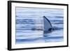 Resident Killer Whale-Michael Nolan-Framed Photographic Print