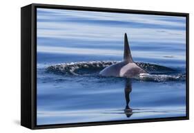 Resident Killer Whale-Michael Nolan-Framed Stretched Canvas