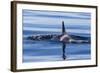 Resident Killer Whale-Michael Nolan-Framed Photographic Print