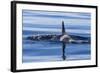 Resident Killer Whale-Michael Nolan-Framed Photographic Print