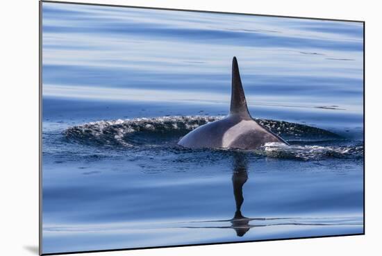 Resident Killer Whale-Michael Nolan-Mounted Photographic Print