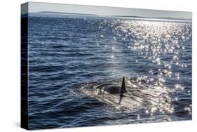 Resident Killer Whale-Michael Nolan-Stretched Canvas
