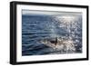 Resident Killer Whale-Michael Nolan-Framed Photographic Print