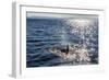 Resident Killer Whale-Michael Nolan-Framed Photographic Print