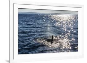 Resident Killer Whale-Michael Nolan-Framed Photographic Print