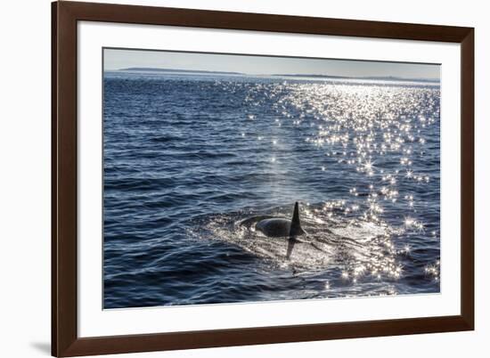 Resident Killer Whale-Michael Nolan-Framed Photographic Print