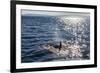 Resident Killer Whale-Michael Nolan-Framed Photographic Print