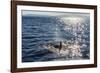 Resident Killer Whale-Michael Nolan-Framed Photographic Print