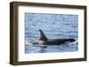 Resident Killer Whale-Michael Nolan-Framed Photographic Print