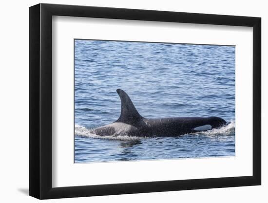 Resident Killer Whale-Michael Nolan-Framed Photographic Print