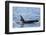 Resident Killer Whale-Michael Nolan-Framed Photographic Print