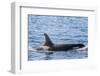 Resident Killer Whale-Michael Nolan-Framed Photographic Print