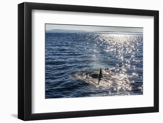 Resident Killer Whale-Michael Nolan-Framed Premium Photographic Print