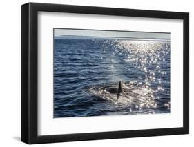 Resident Killer Whale-Michael Nolan-Framed Premium Photographic Print