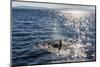 Resident Killer Whale-Michael Nolan-Mounted Premium Photographic Print