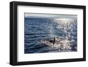 Resident Killer Whale-Michael Nolan-Framed Photographic Print