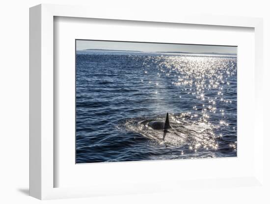 Resident Killer Whale-Michael Nolan-Framed Photographic Print