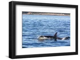 Resident Killer Whale-Michael Nolan-Framed Photographic Print