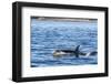 Resident Killer Whale-Michael Nolan-Framed Photographic Print