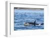 Resident Killer Whale-Michael Nolan-Framed Photographic Print