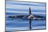 Resident Killer Whale-Michael Nolan-Mounted Photographic Print