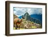 Resident Llama, Machu Picchu Ruins, UNESCO World Heritage Site, Peru, South America-Laura Grier-Framed Photographic Print