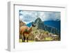 Resident Llama, Machu Picchu Ruins, UNESCO World Heritage Site, Peru, South America-Laura Grier-Framed Photographic Print