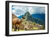 Resident Llama, Machu Picchu Ruins, UNESCO World Heritage Site, Peru, South America-Laura Grier-Framed Photographic Print