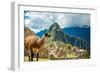 Resident Llama, Machu Picchu Ruins, UNESCO World Heritage Site, Peru, South America-Laura Grier-Framed Photographic Print