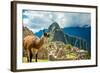 Resident Llama, Machu Picchu Ruins, UNESCO World Heritage Site, Peru, South America-Laura Grier-Framed Photographic Print