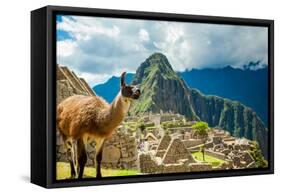 Resident Llama, Machu Picchu Ruins, UNESCO World Heritage Site, Peru, South America-Laura Grier-Framed Stretched Canvas