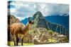 Resident Llama, Machu Picchu Ruins, UNESCO World Heritage Site, Peru, South America-Laura Grier-Stretched Canvas