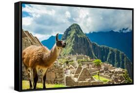 Resident Llama, Machu Picchu Ruins, UNESCO World Heritage Site, Peru, South America-Laura Grier-Framed Stretched Canvas