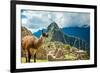 Resident Llama, Machu Picchu Ruins, UNESCO World Heritage Site, Peru, South America-Laura Grier-Framed Photographic Print