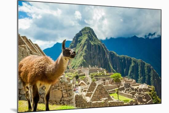 Resident Llama, Machu Picchu Ruins, UNESCO World Heritage Site, Peru, South America-Laura Grier-Mounted Photographic Print