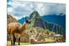 Resident Llama, Machu Picchu Ruins, UNESCO World Heritage Site, Peru, South America-Laura Grier-Mounted Photographic Print