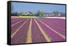 Residential Houses with View on Bulb Fields-Colette2-Framed Stretched Canvas