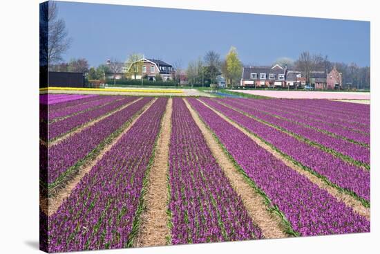 Residential Houses with View on Bulb Fields-Colette2-Stretched Canvas