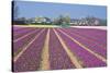 Residential Houses with View on Bulb Fields-Colette2-Stretched Canvas