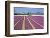 Residential Houses with View on Bulb Fields-Colette2-Framed Premium Photographic Print