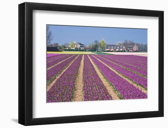 Residential Houses with View on Bulb Fields-Colette2-Framed Premium Photographic Print