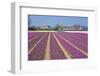 Residential Houses with View on Bulb Fields-Colette2-Framed Premium Photographic Print