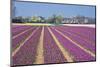 Residential Houses with View on Bulb Fields-Colette2-Mounted Premium Photographic Print