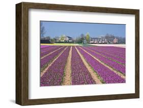 Residential Houses with View on Bulb Fields-Colette2-Framed Photographic Print